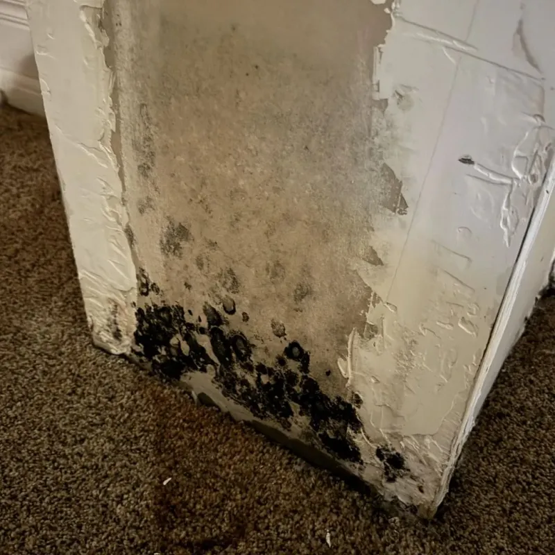 Professional Mold Removal in Montgomery, VT